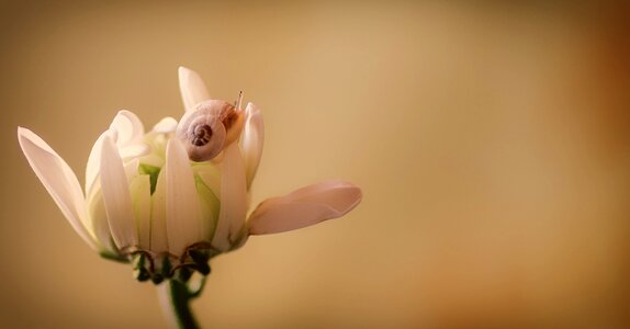 White soft petals photo