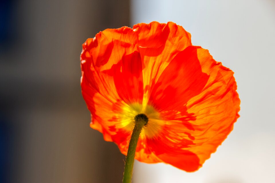 Flower poppy blossom