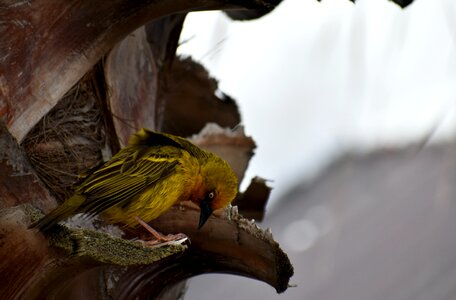 Weaver colorful avian