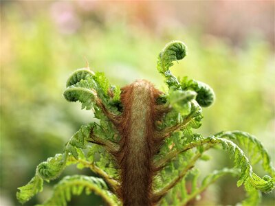 Flora closeup fern