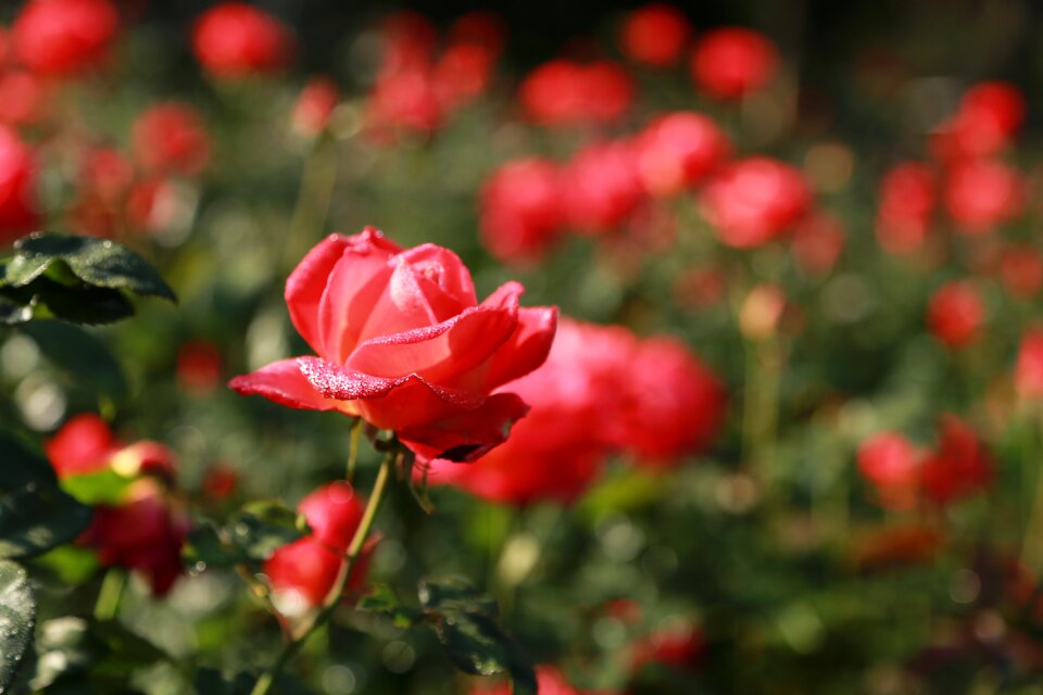 Romance petal garden