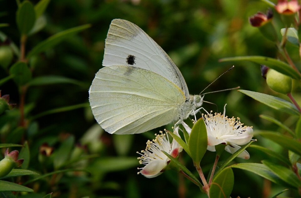 Butterfly wing white