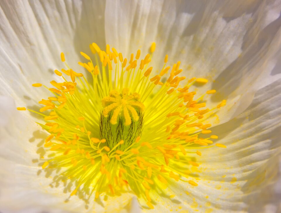 Stamp flower blossom