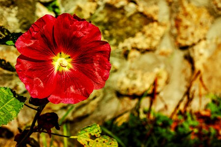Blossom bloom bright