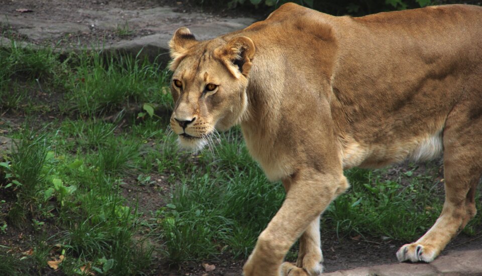 Big cat animal dangerous photo