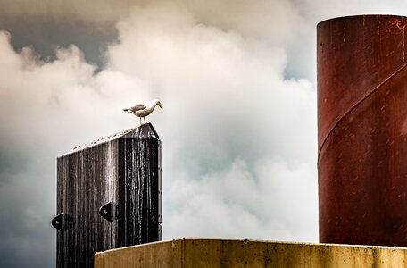 Objects clouds seagull structure