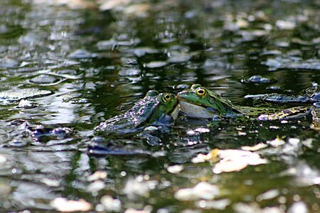 Pond green frog pond