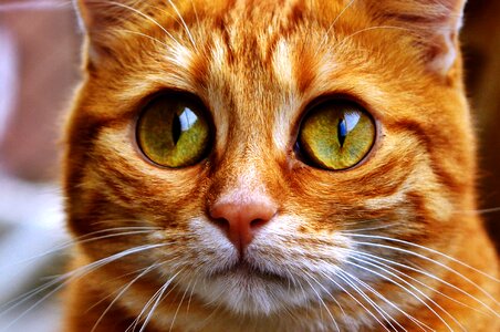 Fun goggle pet