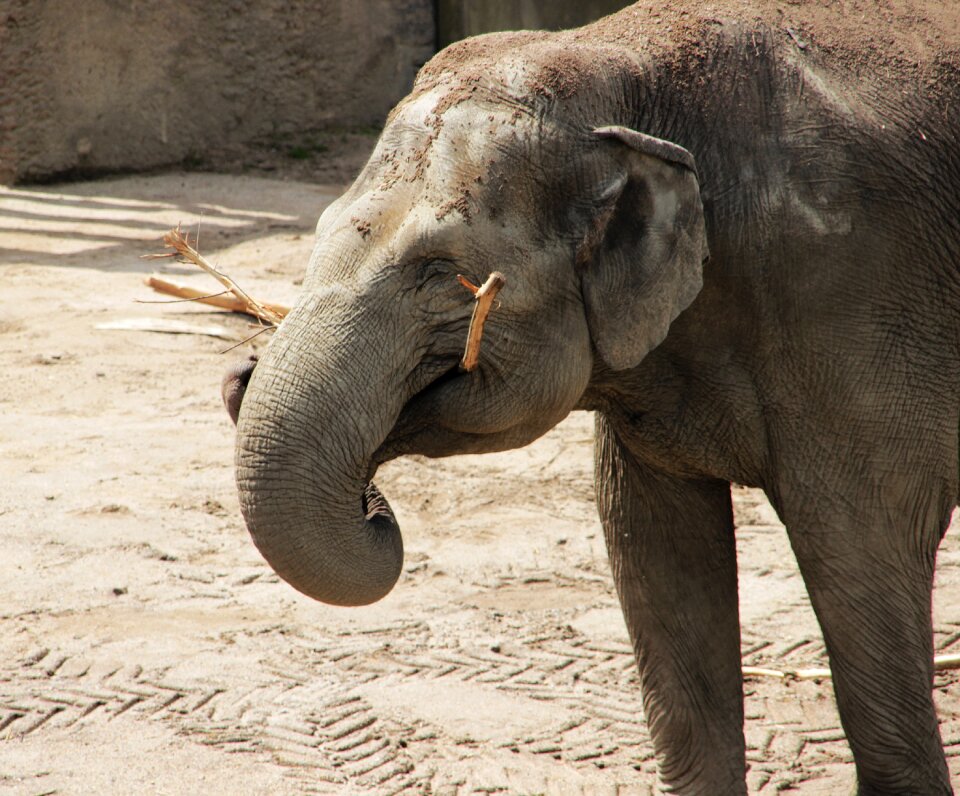 Zoo pachyderm animal