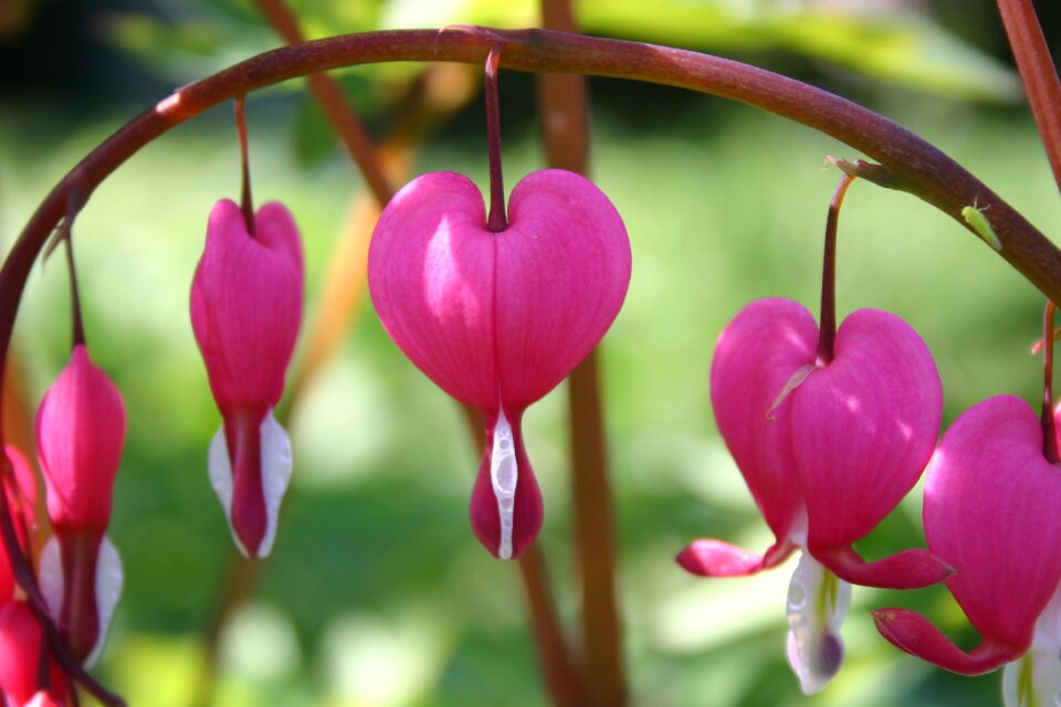 Flowers garden romantic