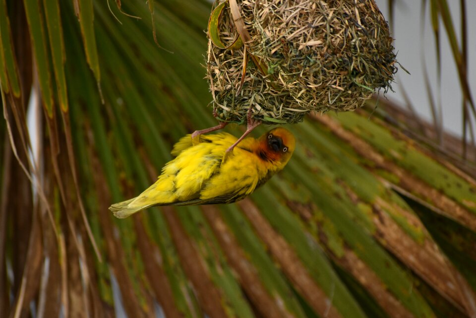 Plumage nest building