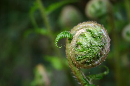 Fern butt plants