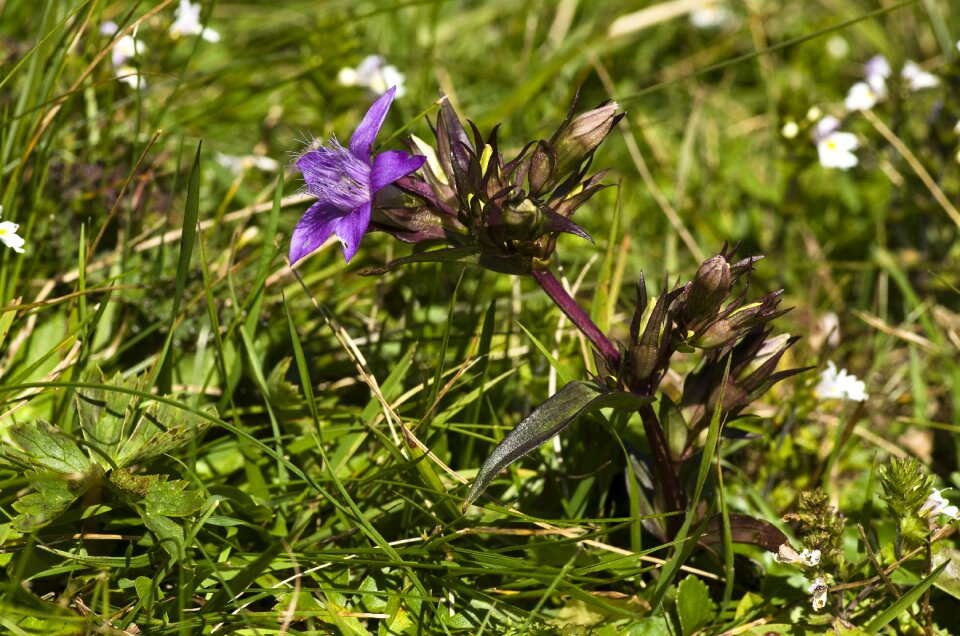 Alpine tyrol alpine plant photo