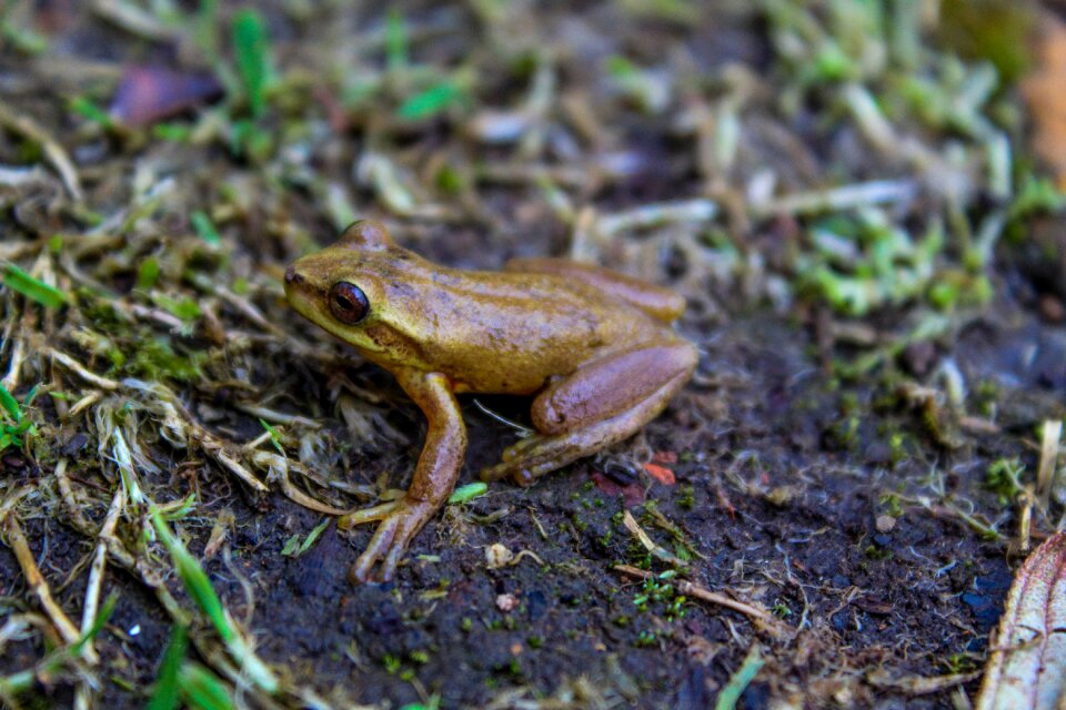 Amphibious animal croak