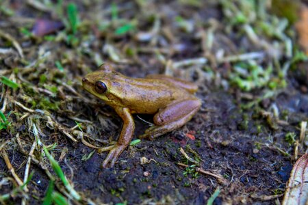 Amphibious animal croak