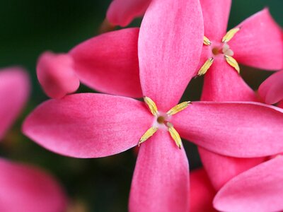 Pink vibrant blossom photo