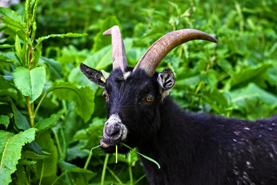 Mammal ruminant even toed