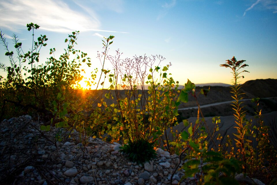 Flowers herb landscape
