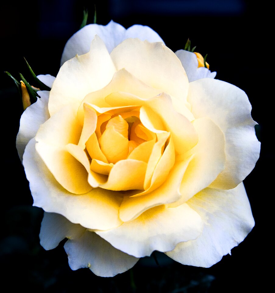 Garden ornamental plant summer