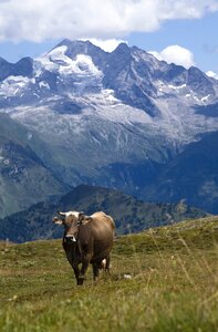 Austria mountains animals photo