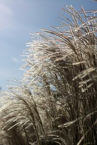 Silver grass reeds reed beds photo