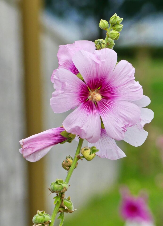 Flower nature pink photo