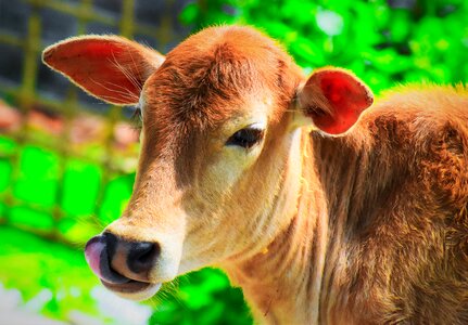 Milk cattle nature