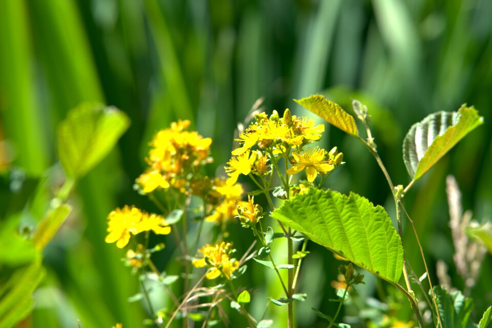 Bloom green meadow