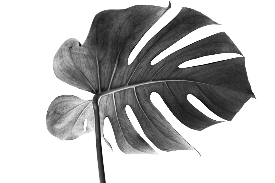 Plant botanica monstera deliciosa