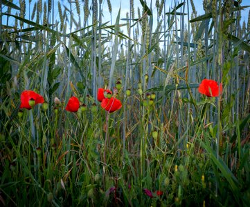 Meadow cereals red photo