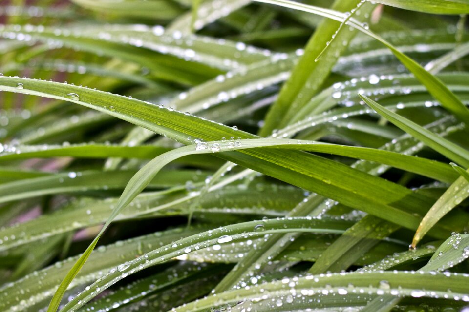 Plant natural freshness