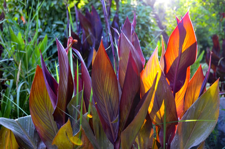 Red garden plant