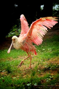 Bird water bird stilt legs photo