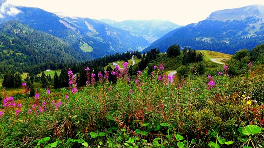 Flowers mountains mist
