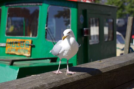 Port copenhagen bird