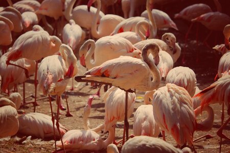 Birds waterfowl stilt legs photo