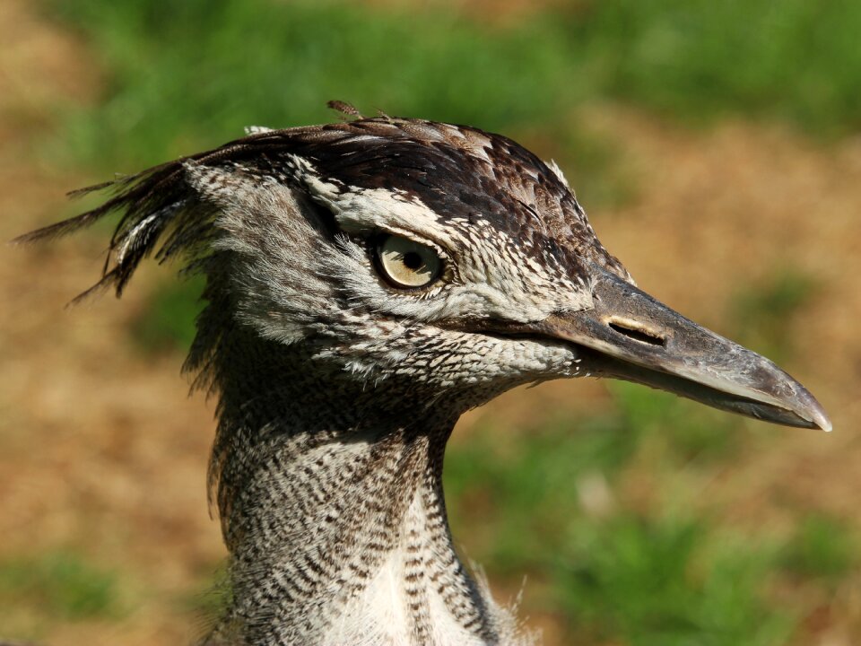 Africa eye bill
