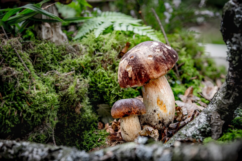 Noble rot boletus edulis mushroom picking