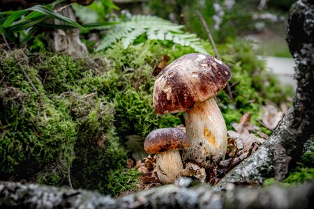 Noble rot boletus edulis mushroom picking