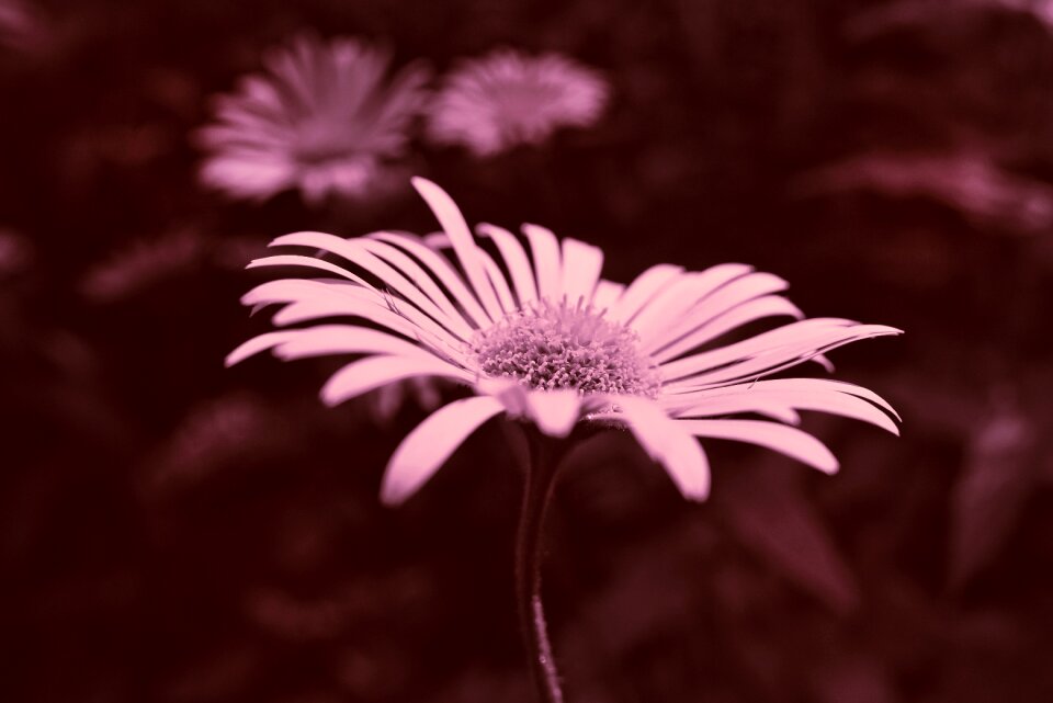 Perennial herb sunflower family