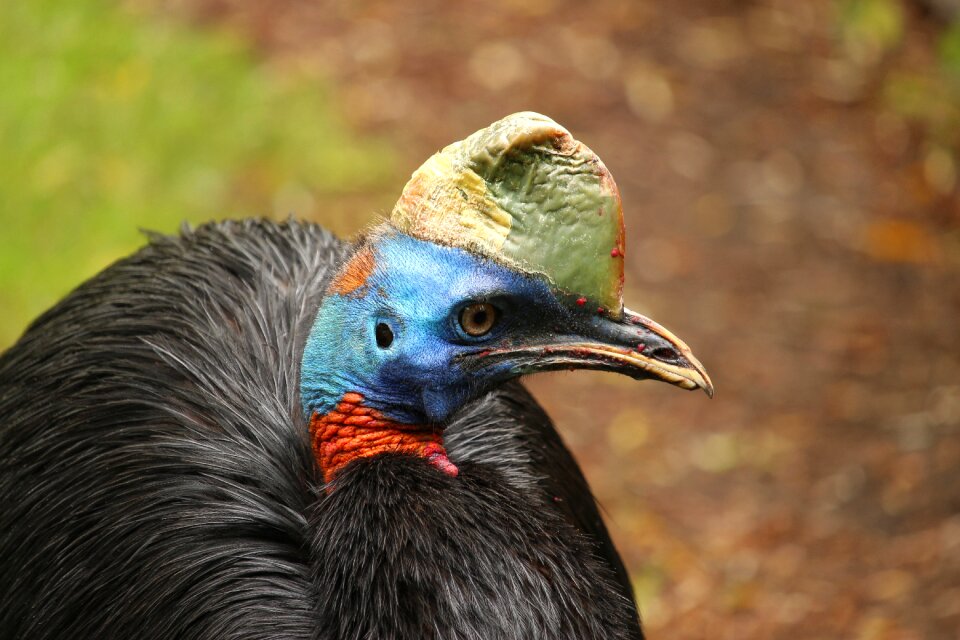 Urkiefervogel cassowary papua new guinea