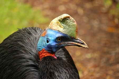 Urkiefervogel cassowary papua new guinea