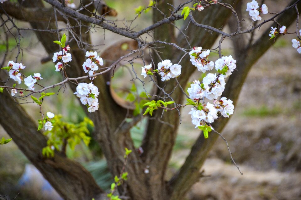 Bloom spring blossom