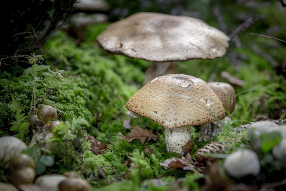 Augustus forest mushroom forest floor photo