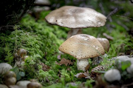Augustus forest mushroom forest floor