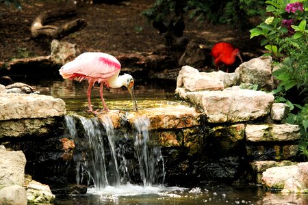 Bird water bird stilt legs photo