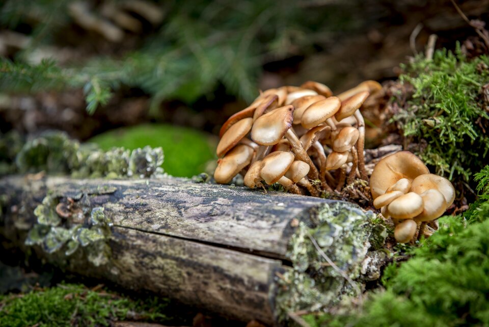 Wood nameko autumn