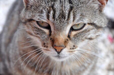 Eyes cat's eyes mieze