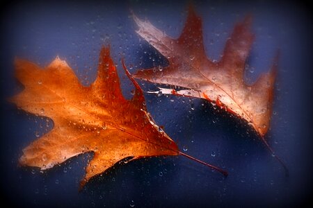 Autumn colours autumn leaves leaves photo