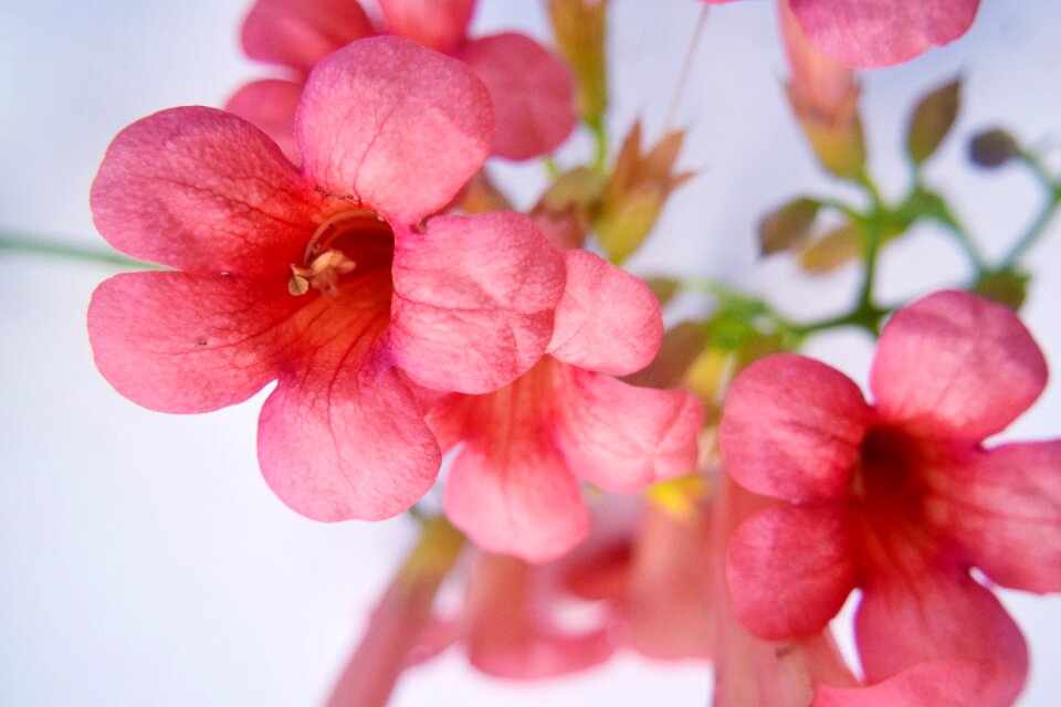 Trumpet nature red